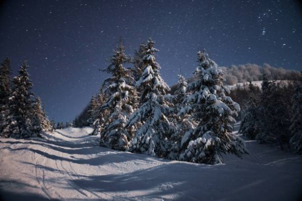 Árvores cobertas de neve em Rovaniemi com céu noturno estrelado