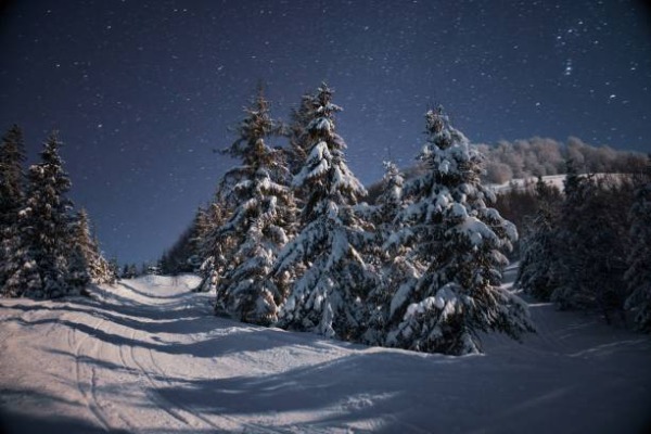 Árvores cobertas de neve em Rovaniemi com céu noturno estrelado