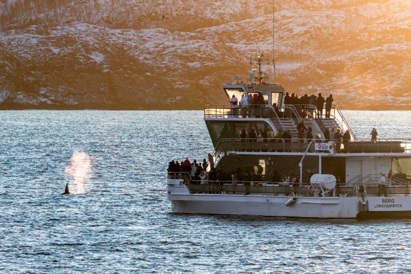 Observação de baleias em um barco híbrido-elétrico Barco com passageiros observando uma baleia no fiorde durante um passeio silencioso em Tromsø
