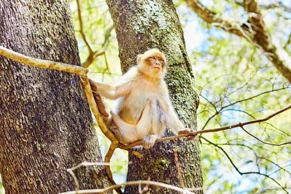 Macaco-de-Berberia na floresta de cedros de Azrou Macaco-de-Berberia na floresta de cedros de Azrou, durante a viagem de Merzouga a Fez