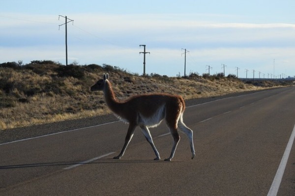 guanaco cruzando a estrada para a península de Valdés