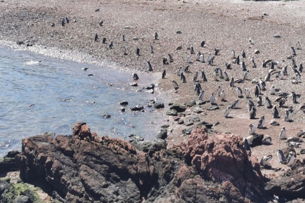 vista panorâmica dos pinguins na costa a partir do mirante