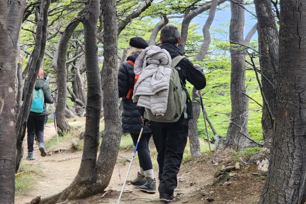 pessoas equipadas com bastões de trilha caminhando entre as árvores da floresta