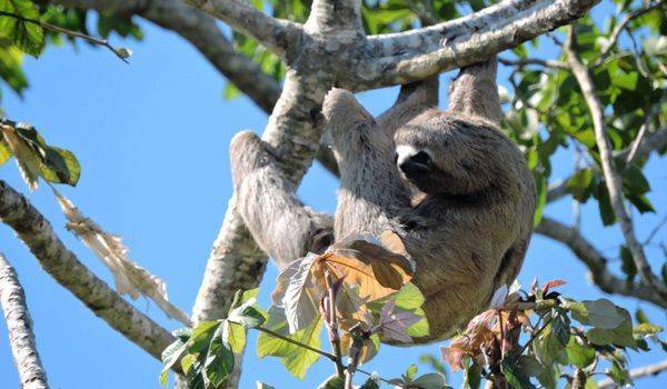 Urso-preguiça Urso-preguiça na Amazônia