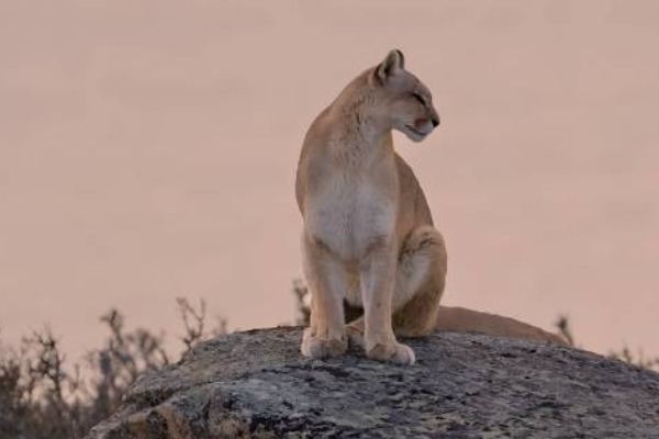 Puma sentado em uma rocha