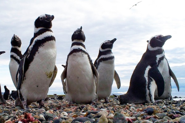 pinguins de puerto natales