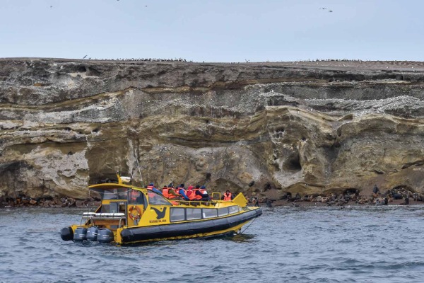 colônia de leões marinhos da ilha marta