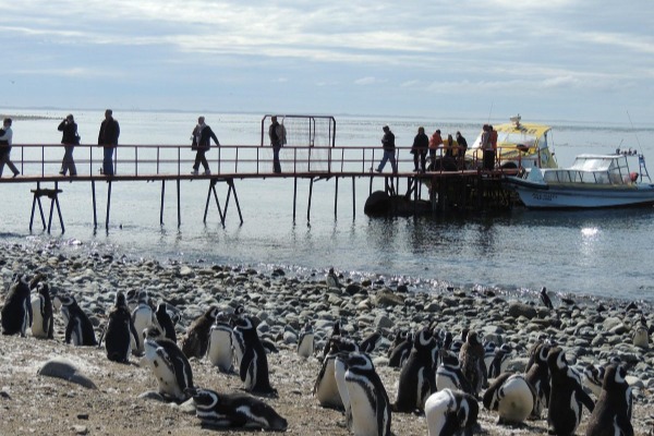 Cais cheio de pingüins na Ilha Magdalena