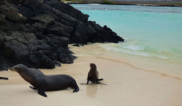 Mergulho com snorkel na Bahia Rosa Blanca