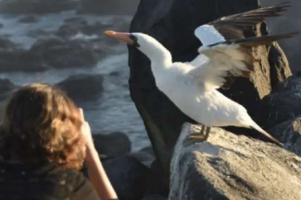albatro na ilha espanhola Mulher fotografando albatroz em ilha espanhola