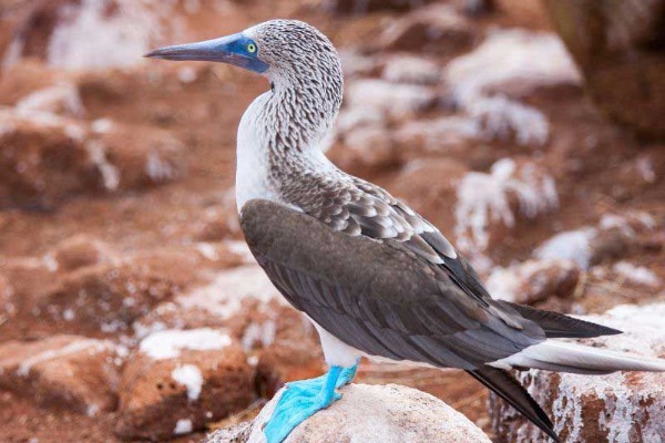 atobá-de-pés-azuis booby da ilha de seymour