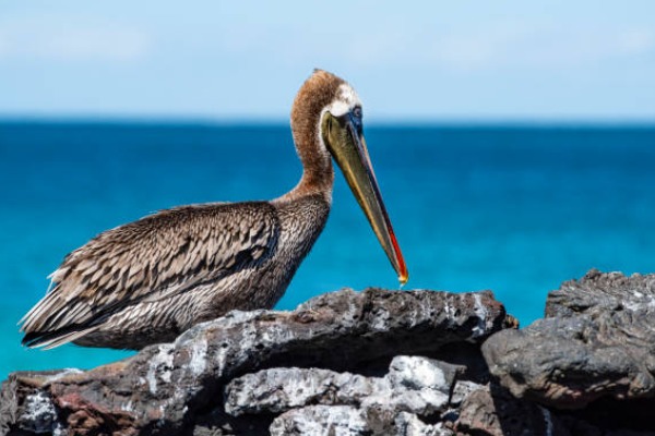 pelicano pelicano de galápagos