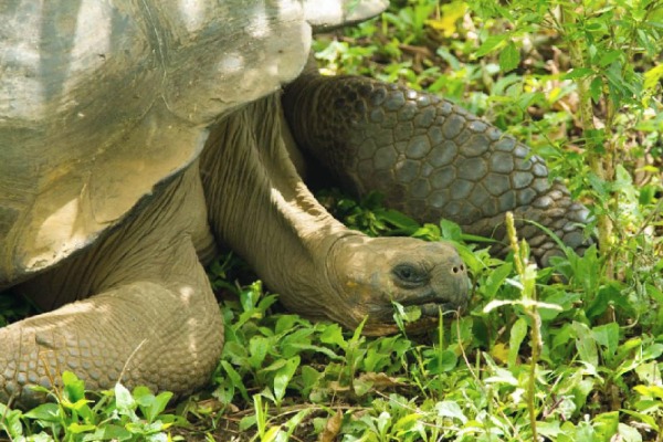 baía das tartarugas tartaruga na baía de tortuga na ilha de santa cruz