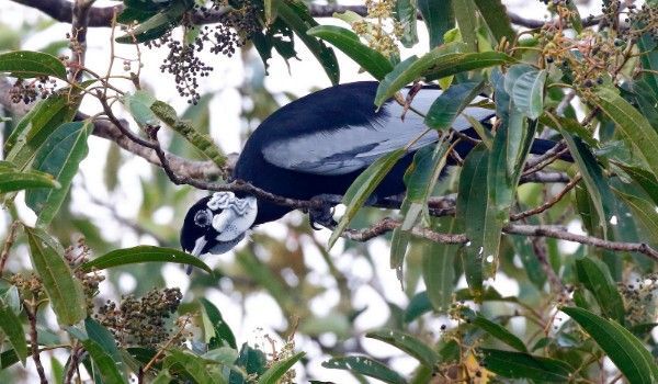ave da Reserva de Cuyabeno pássaro azul e branco em uma árvore da Reserva de Cuyabeno
