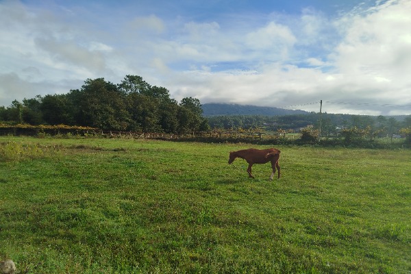 Paisagem com vegetação e cavalo na Galícia