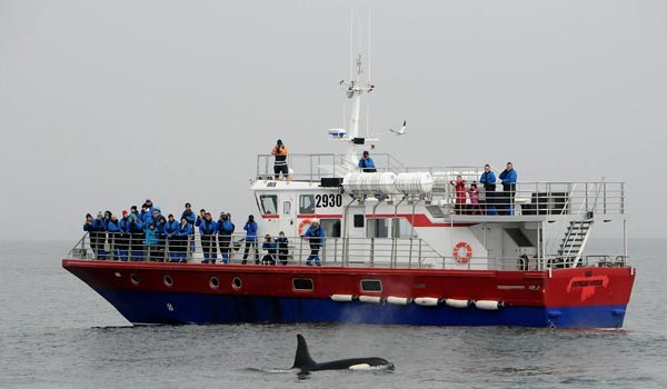 passeio de observação de baleias em snaefellsnes