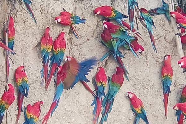Papagaios e araras em uma lambida de argila na Reserva Nacional de Tambopata