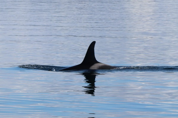 Killerwal in freier Wildbahn bei der Sichtung in Tromsø Rückenflosse eines Schwertwals, der in ruhigen arktischen Gewässern nahe Tromsø schwimmt.