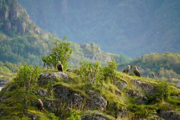 Seeadler auf Felsen vor dem Trollfjord
