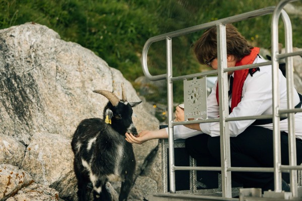 Ziegen während der Tour Fütterung der Ziegen während der Tour