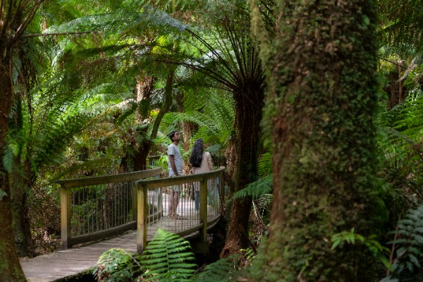 Reisende im Otway-Wald Reisende schlendern auf den Holzstegen im Otway Forest entlang