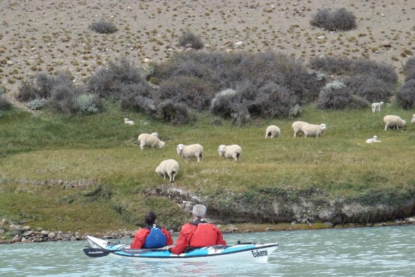 zwei Leute fahren mit dem Kajak den Fluss hinunter und beobachten Schafe