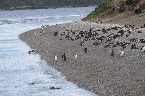 Eine Gruppe von Pinguinen Eine Gruppe von Pinguinen am Ufer der Insel