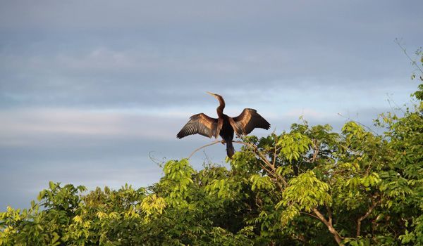 Vogel im Morgenflug