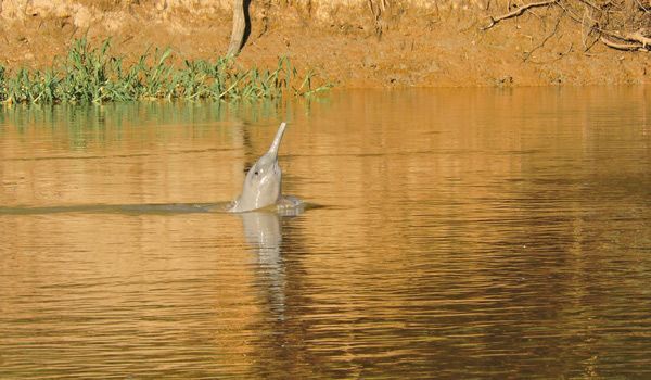 Rosa Delfin im Amazonas