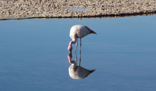 Flamenco Flamingo, der Wasser aus der Lagune Chaxa trinkt