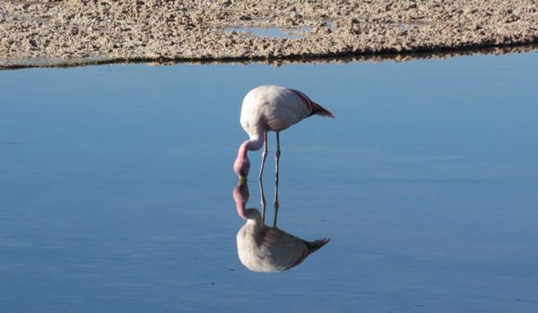 Flamingo trinkt Wasser in der Chaxa-Lagune