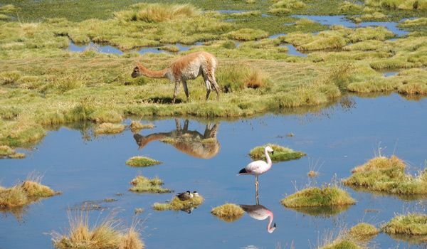 Flamenco und Feuer Flamingos und Flammen an der Lagune