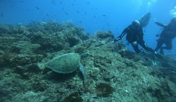 Schildkröte schwimmt in der Nähe von Tauchern auf der Insel Cano
