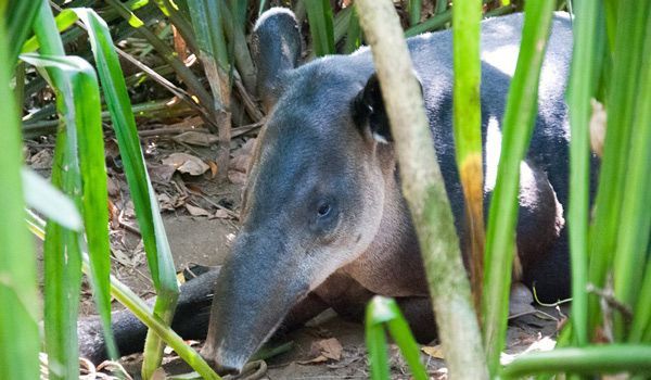 Tapir in der Corcovado-Ruhezone