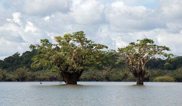 Cuyabeno Dschungel Fluss
