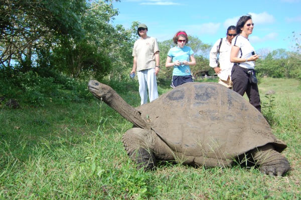 Tag 1 Schildkröte in Santa Cruz und Menschen, die herumlaufen