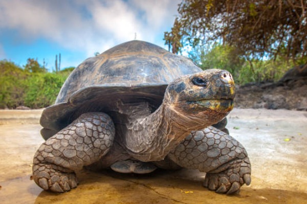 schildkrötenbucht schildkröte