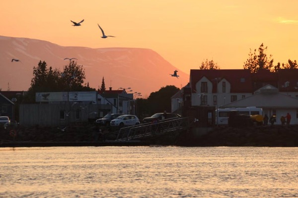 Vögel, die in der Mitternachtssonne über den Hafen von Akureyri fliegen