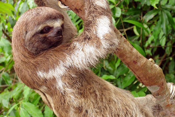 Faultiere im Amazonasgebiet