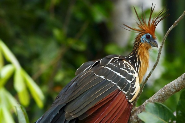 Vogel inmitten des Dschungels