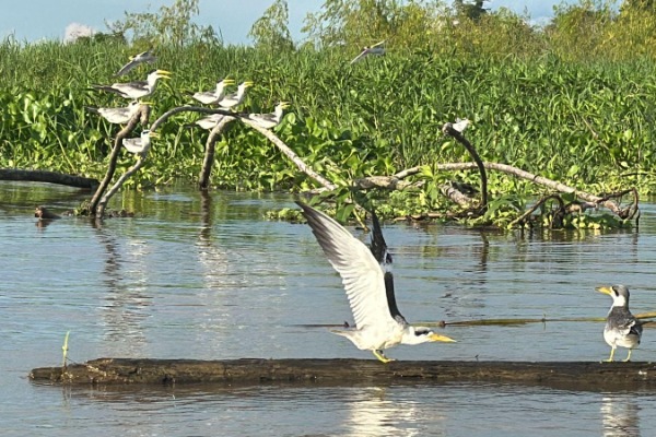Vögel beim Morgenspaziergang