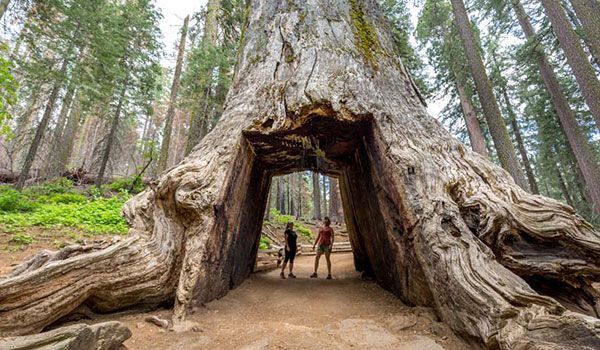 riesiger sequoia yosemite