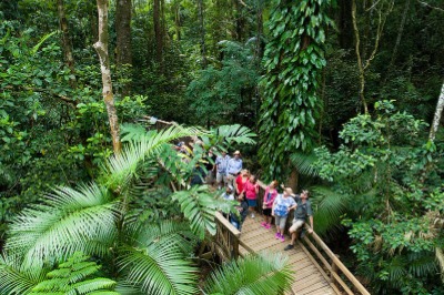 Escursione nella foresta di Daintree da Cairns (1 giorno)