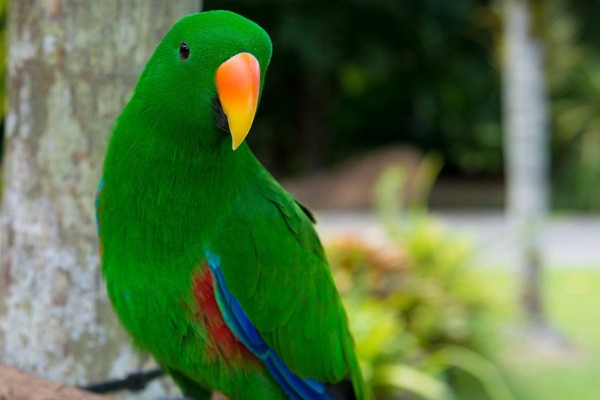 daintree rainforest wildlife parrot a green, blue and red parrot in the daintree rainforest