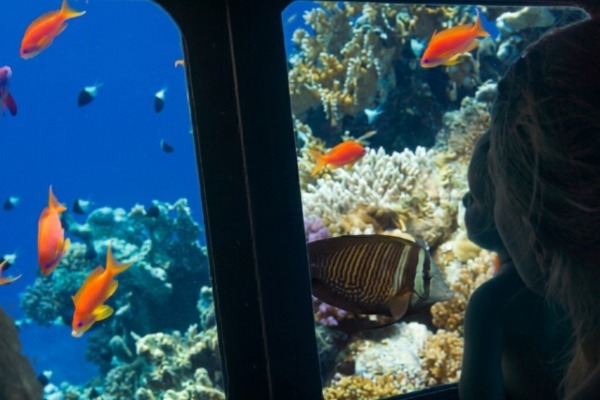 Interior view through the windows of the semi-submersible, showing colorful tropical fish and coral.