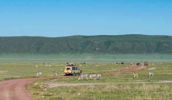 jeeps among zebras in ngorongoro