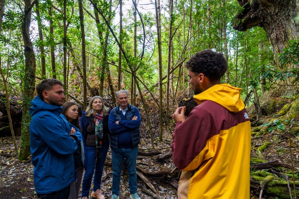 Guide and group travelers Andean-Patagonian forest hike Guide and group of travelers during a hike through the Andean-Patagonian forest.