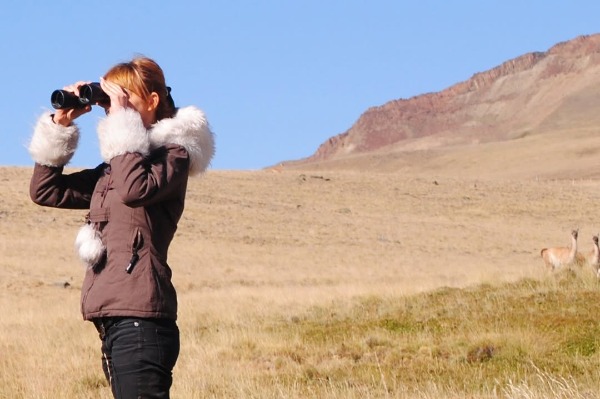 Woman observing guanacos with binoculars