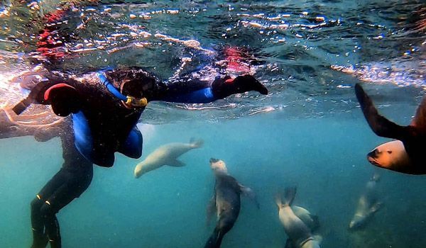 travelers snorkeling with sea lions