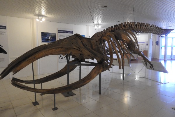 whale skeleton life-size whale skeleton